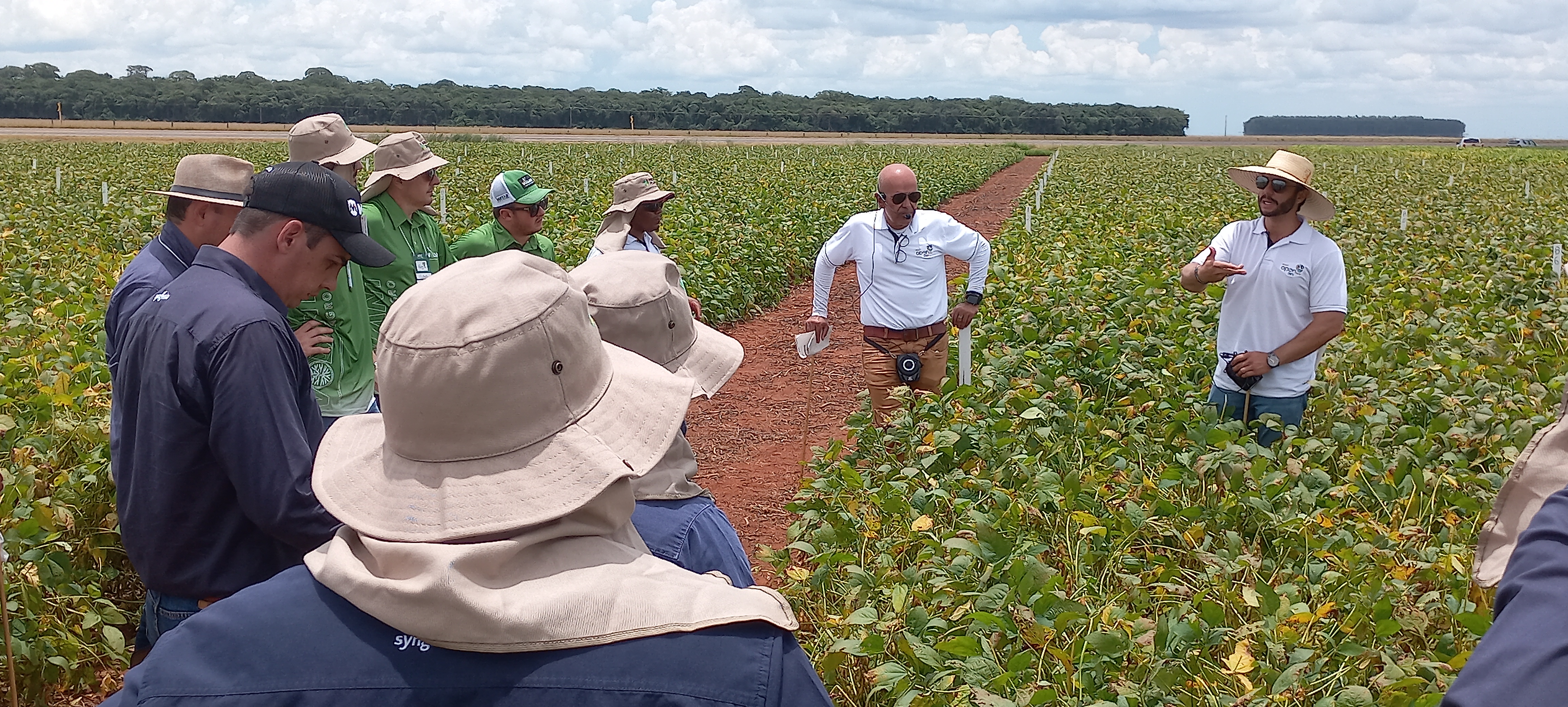 Pesquisadores apontam ocorrência de pragas, doenças e plantas daninhas na safra de soja 2021/22 em Mato Grosso