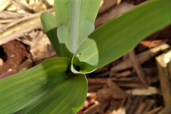 Emater/RS-Ascar alerta para manejo de pragas na cultura do milho