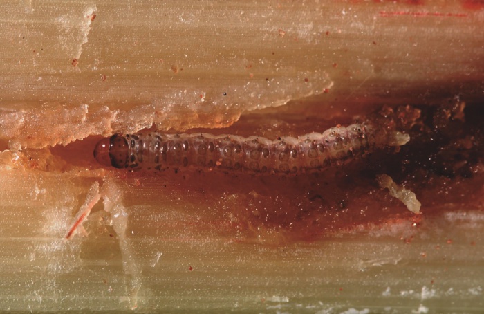 Como controlar a broca Diatraea saccharalis em cana-de-açúcar