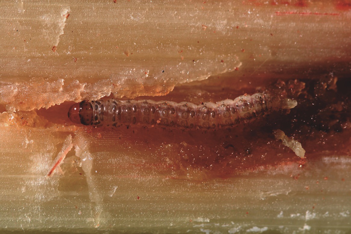 Cómo controlar el barrenador de la caña de azúcar Diatraea saccharalis
