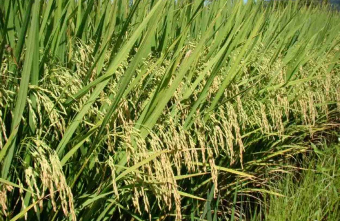 Preço do arroz cai mais de 30% em Santa Catarina
