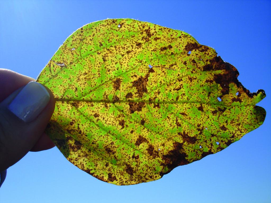 Cronnos fungicide obtains good results in research carried out by the Antirust Consortium