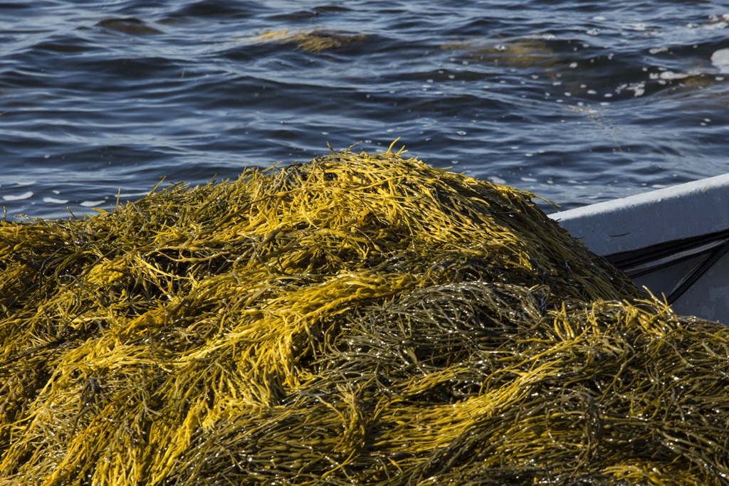 Alga marinha é base para tecnologia da Acadian Plant Health