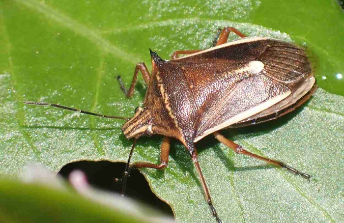 Andrallus spinidens é registrado em arroz no Brasil