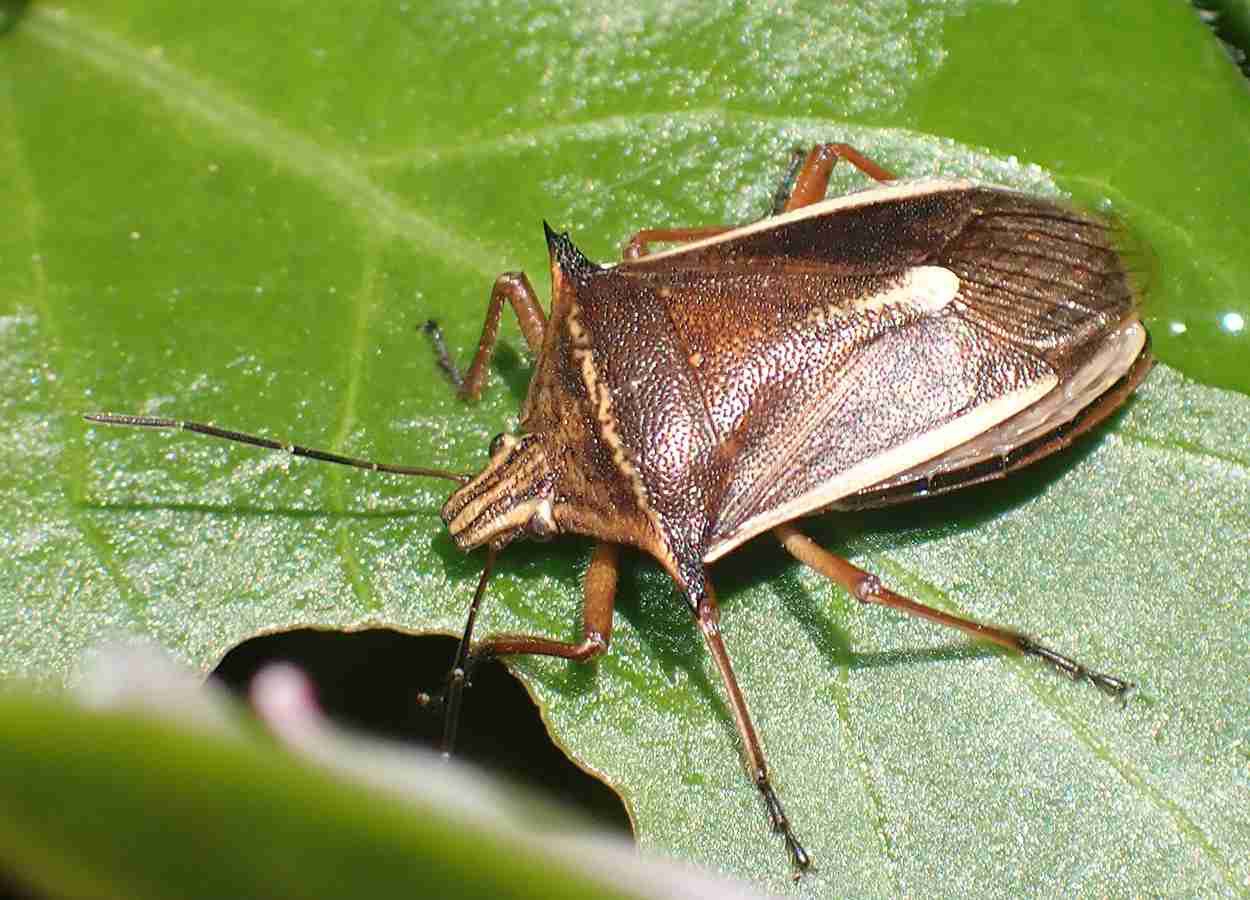 Andrallus spinidens é registrado em arroz no Brasil