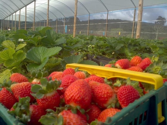 Produtores de Minas Gerais investem em sistema alternativo para o cultivo de morango