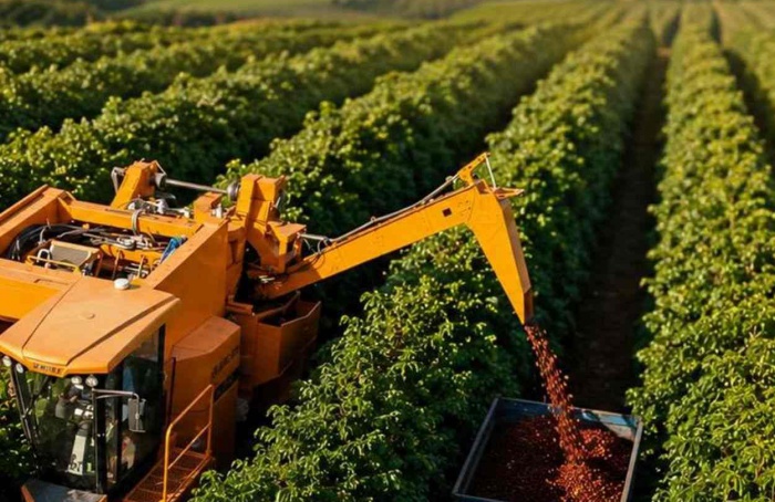 Colheita de café arábica chega a 93% no Cerrado Mineiro