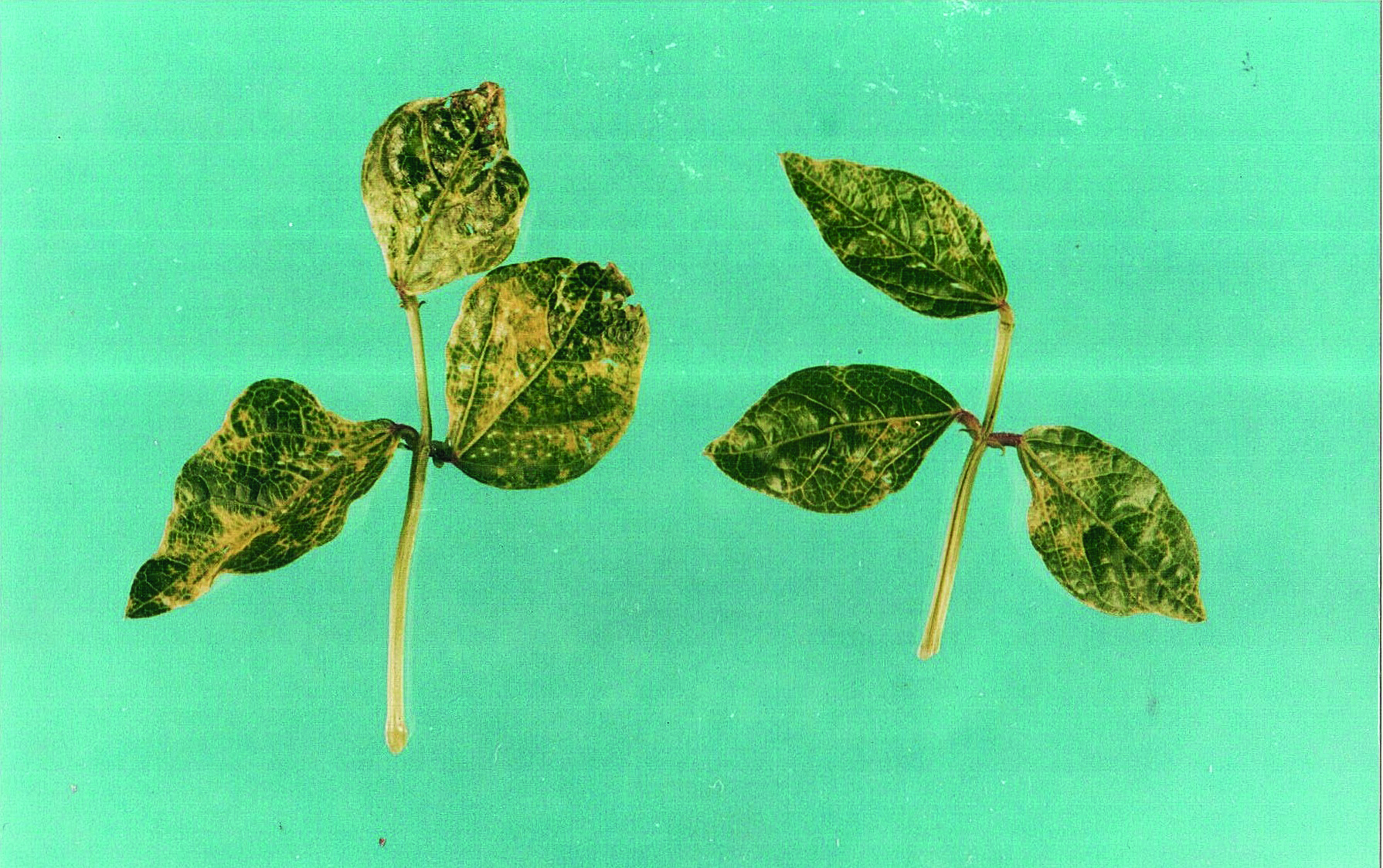 Figura 5 - Planta de Vigna unguiculata (feijão caupi) com mosaico severo provocado pelo Cowpea severe mosic virus transmitido por Cerotoma arcuata.