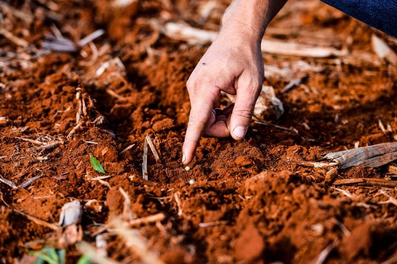 Plantio da soja ainda está atrasado em MT
