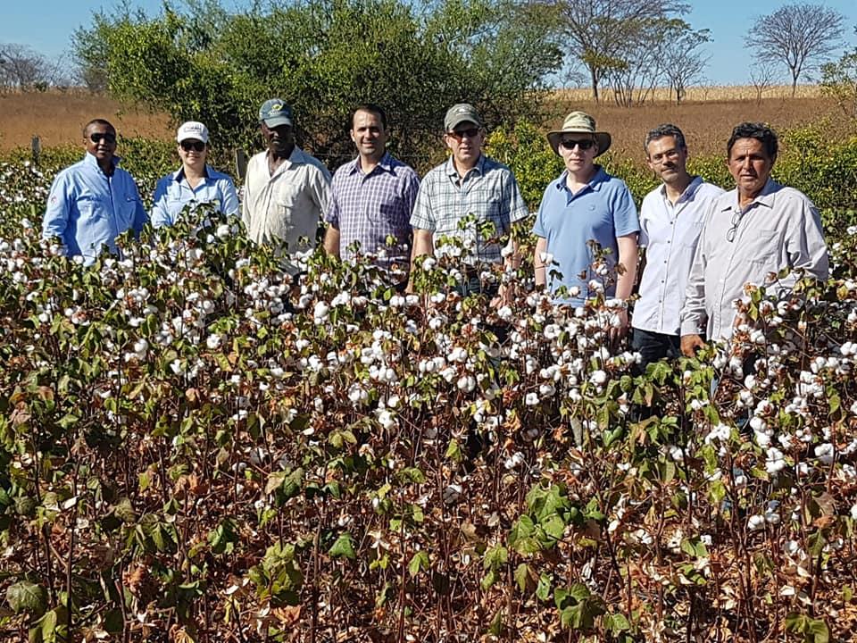 Abapa pretende levar projeto de certificação sustentável para pequenos produtores de algodão do sudoeste baiano