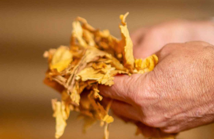 Exportações de tabaco atingem recorde em 2025