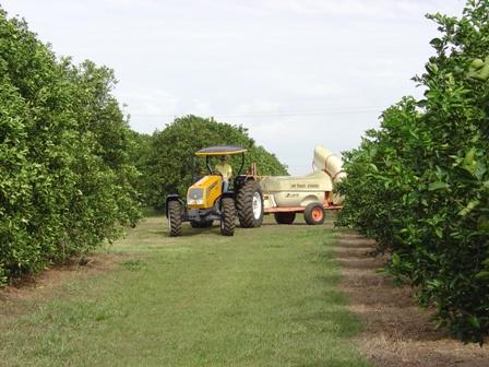 Safra da laranja 2015/16 é reestimada em 289,92 milhões de caixas