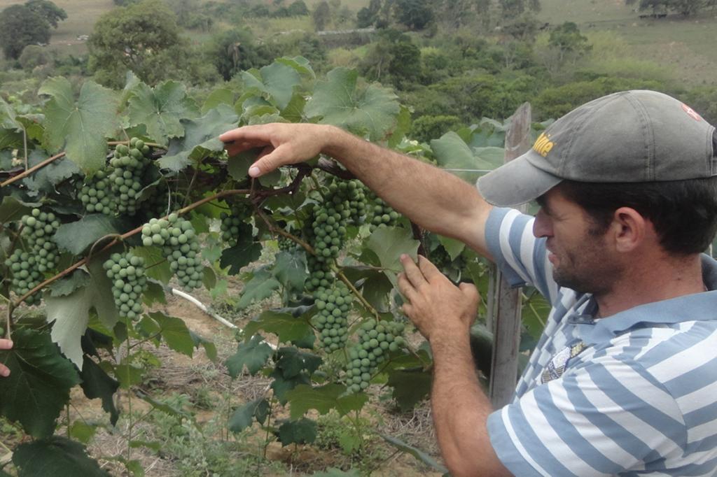 ​Produtores de Carandaí (MG) investem em fruticultura de clima temperado