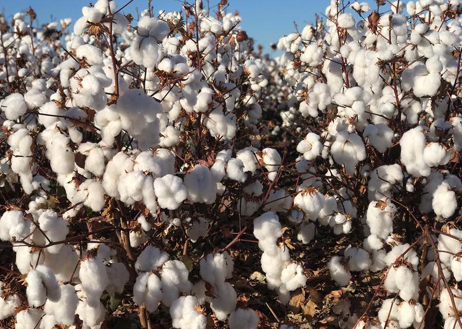 Novo algodoeiro apresenta alta produtividade e resistência às principais doenças da cultura