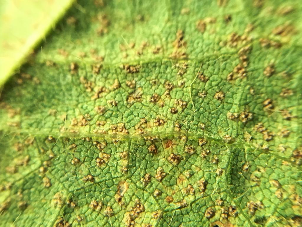 Resistance of Asian rust to the application of pesticides