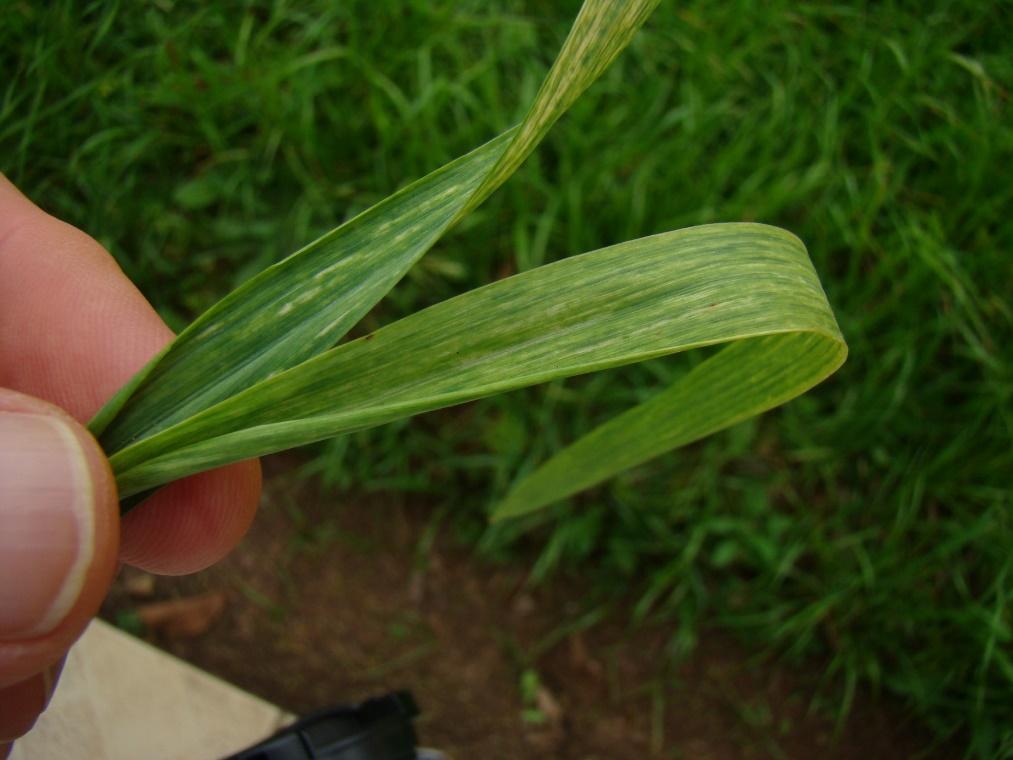 Symptoms of Common Mosaic in Wheat