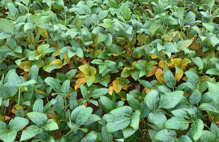 Researcher warns of challenges in managing soybean diseases in the 2023-24 harvest