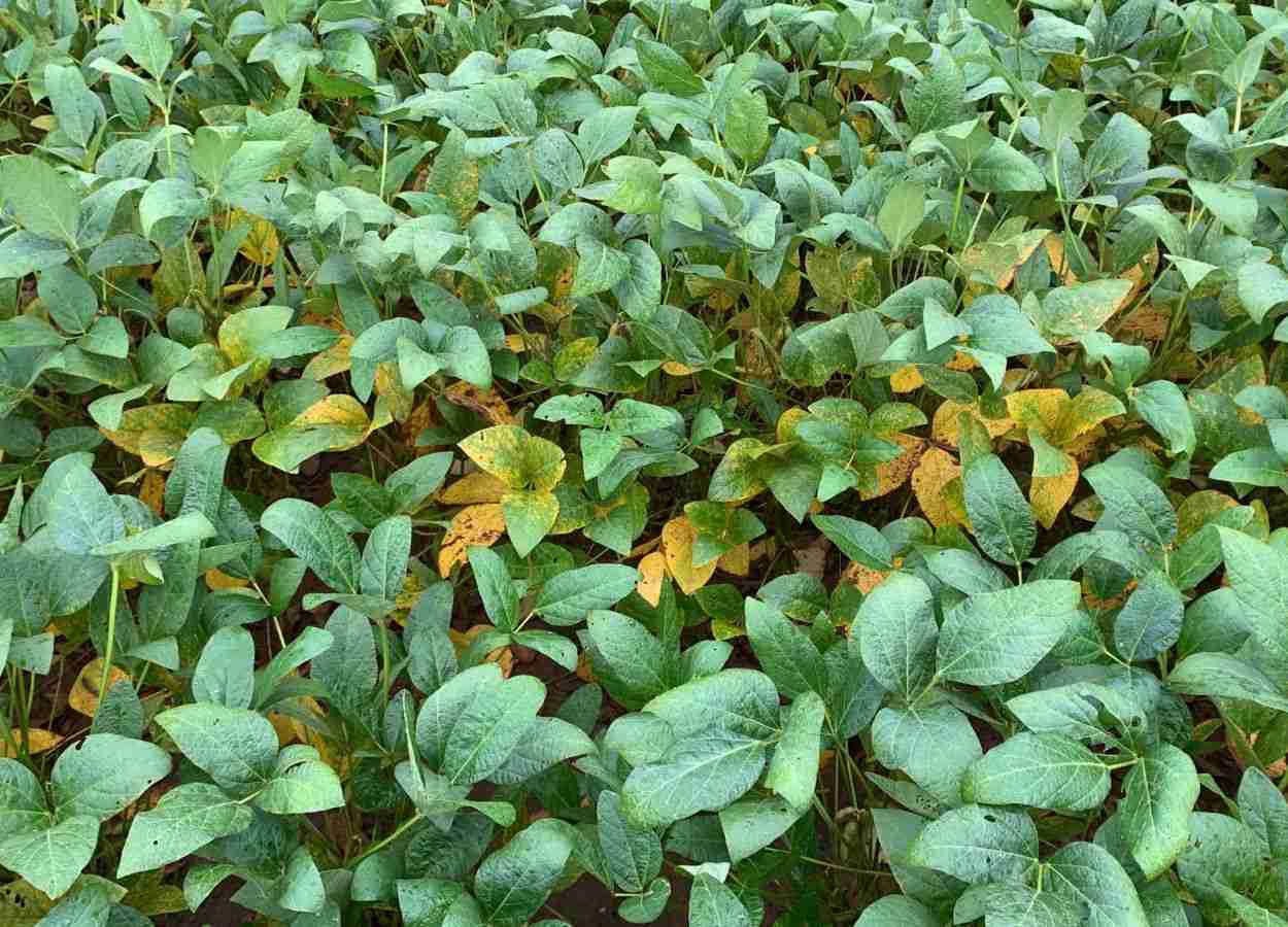 Researcher warns of challenges in managing soybean diseases in the 2023-24 harvest