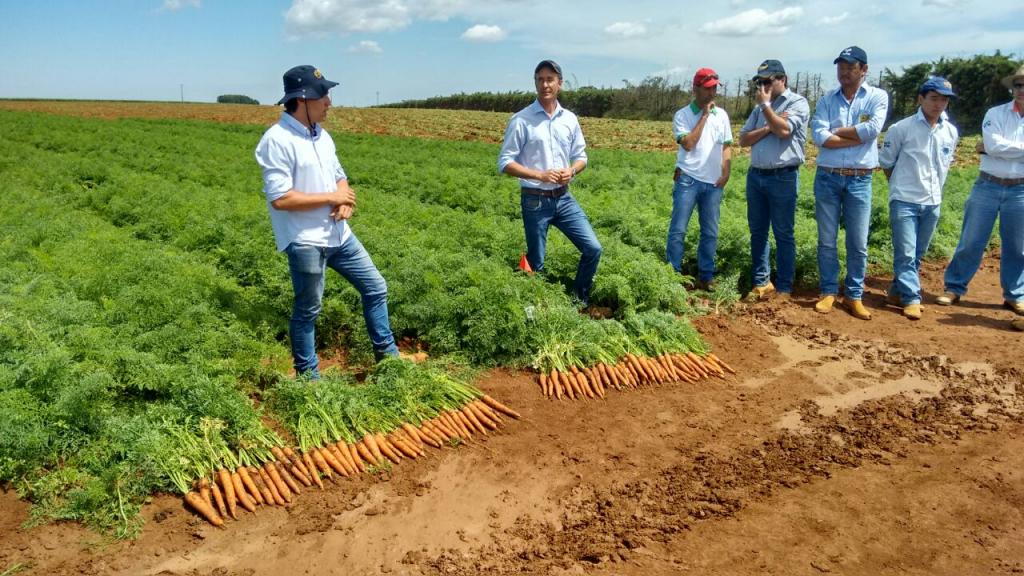​Topseed Premium apresenta novas variedades de cenouras híbridas de verão em Minas Gerais