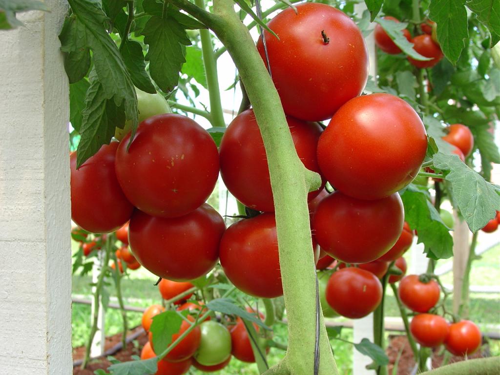 Preços do tomate caem com força na CEAGESP e na CEASA