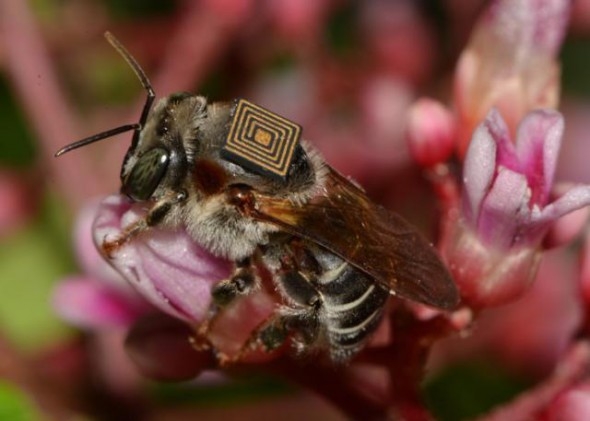 Estudo monitora abelhas nativas por meio de microchip