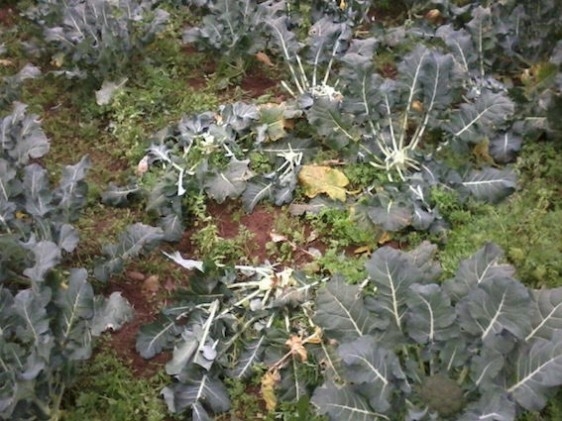 Fortes chuvas e granizo trazem prejuízos à produção de olerícolas no RS