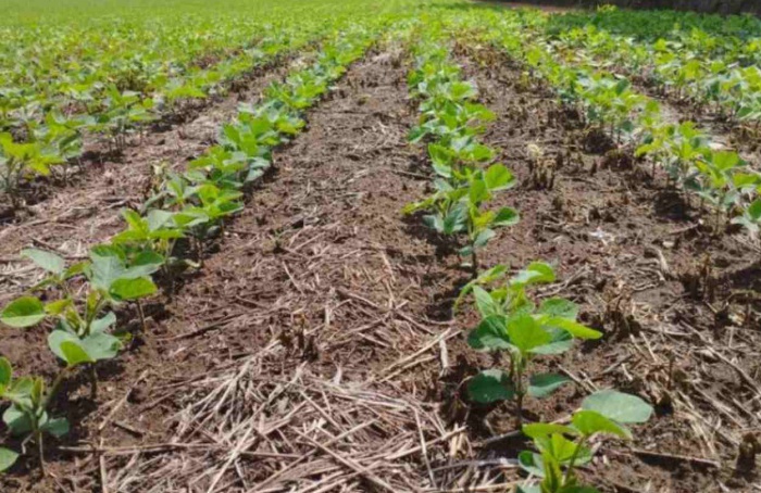 PR Safra 2025/26: chuvas beneficiam lavouras no estado