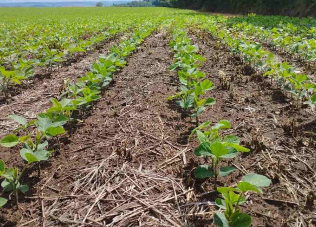 PR Safra 2025/26: chuvas beneficiam lavouras no estado