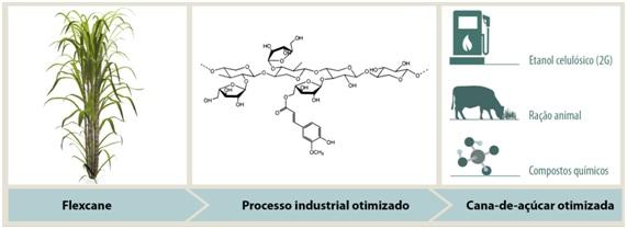 Flexcane - cana otimizada para processo industrial e aumento do valor nutricional das forrageiras