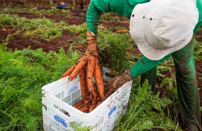 Goiás registra alta de 6,4% nas admissões do agro em 2025
