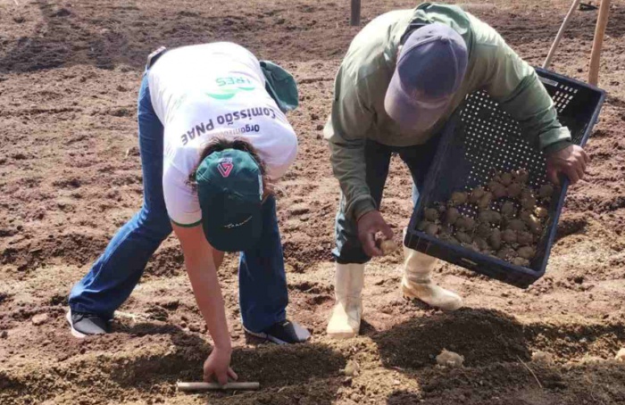 Emater de Minas Gerais testa cultivo de batata-inglesa no Vale do Jequitinhonha