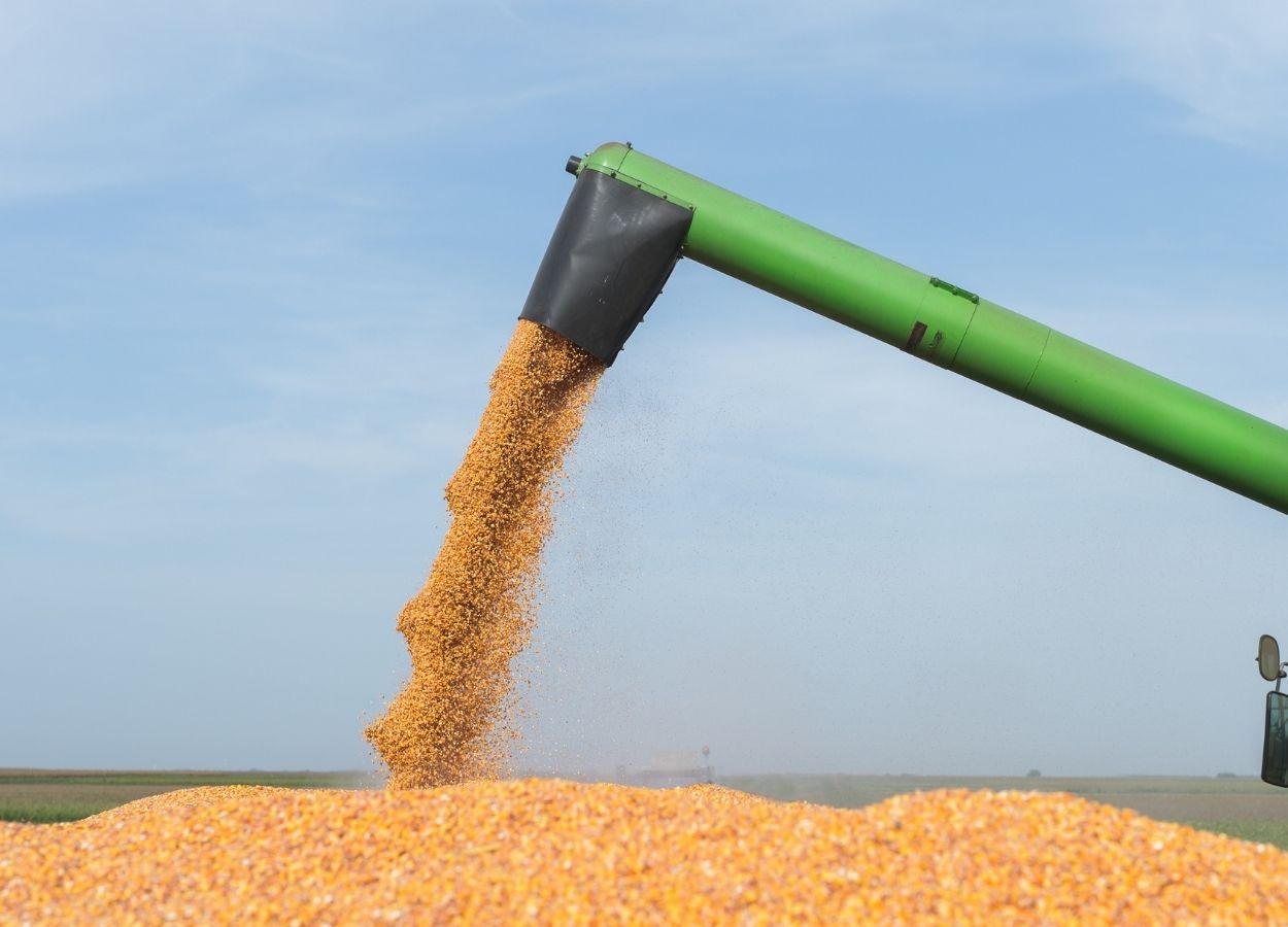 Boletim do Deral indica baixo risco de geadas e expectativa de avanço da colheita com a melhora do tempo