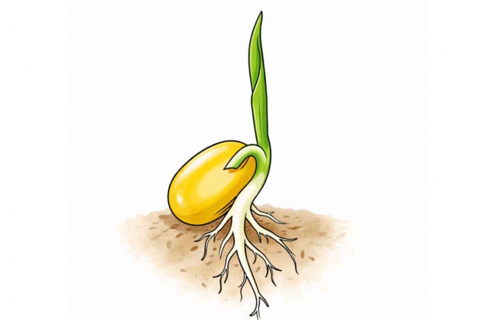 Salinidade do solo reduz germinação de sementes