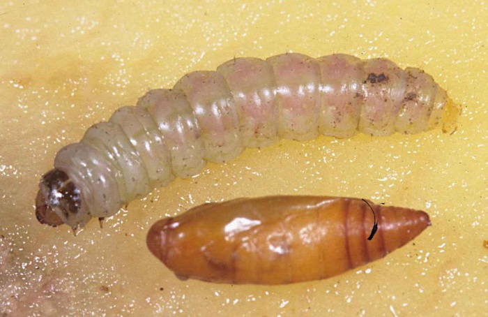 Fungo mostra potencial contra Phthorimaea operculella