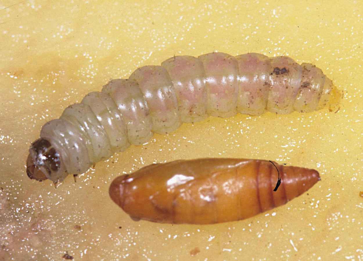 Fungo mostra potencial contra Phthorimaea operculella