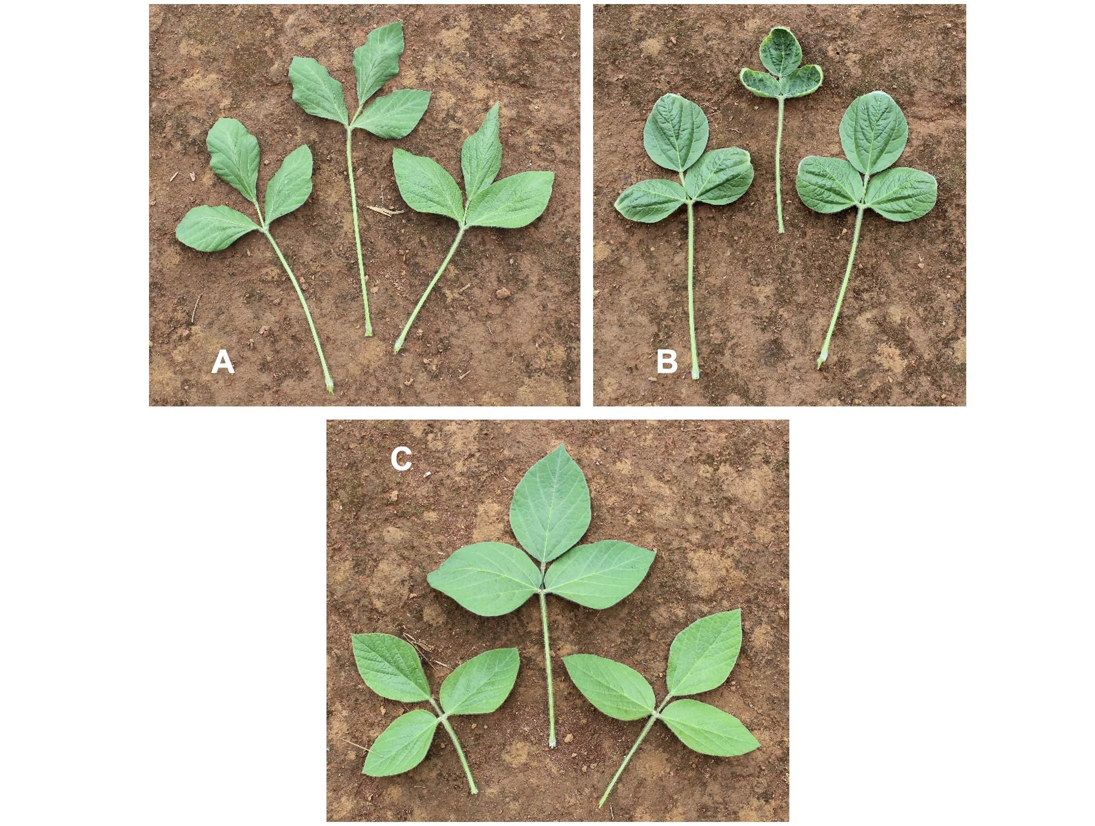 <b>Figura 5 -</b> detalhe para trifólios de soja com sintomas de intoxicação por 2,4-D (A), dicamba (B) e ausência de sintomas (C).  Paraguaçu – MG, 2022