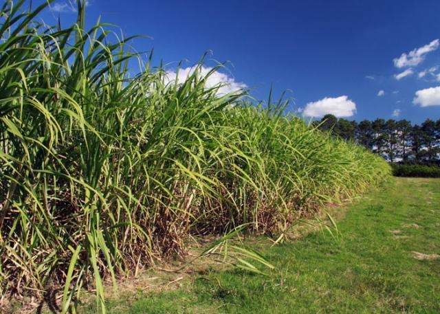 Pesquisa aponta que produção brasileira de cana-de-açúcar é mais limpa do que se imaginava