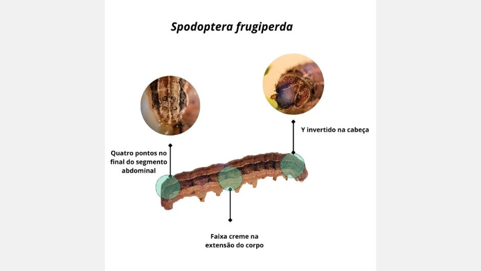 Figura 1: principais pontos de identificação de Spodoptera frugiperda; foto: Maria Gabriela Venâncio (2024)&nbsp;