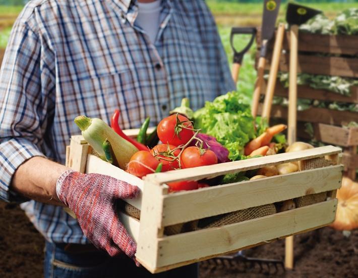 Agricultura familiar movimenta a economia no país
