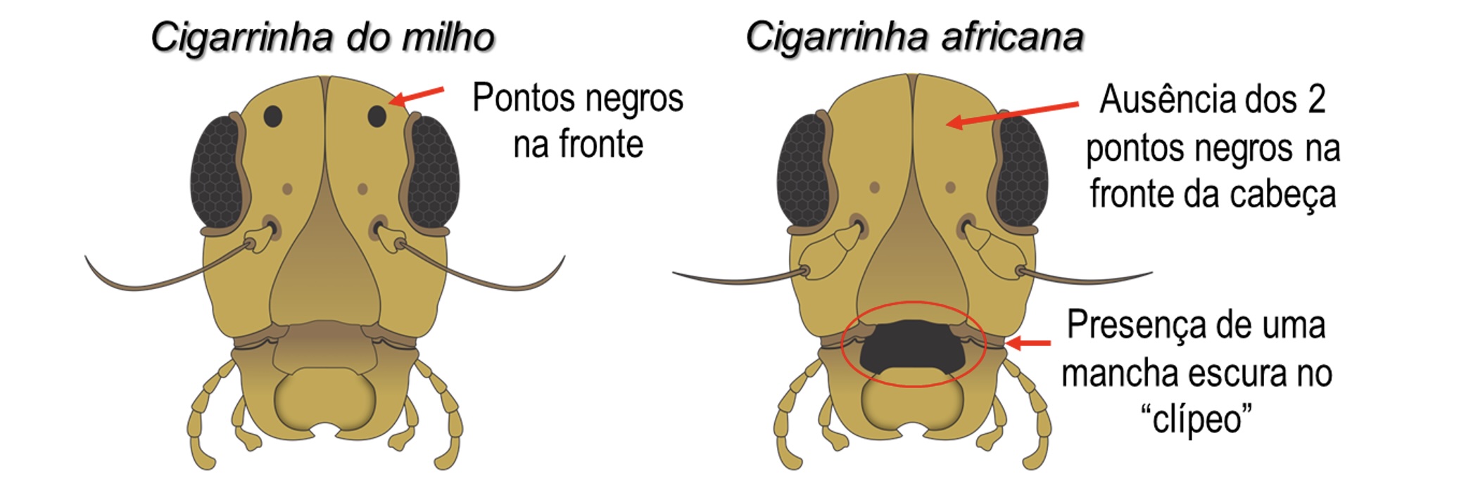 Diferenças morfológicas da superfície anterior da cabeça da cigarrinha-do-milho (<i>Dalbulus maidis</i>) e cigarrinha-africana (<i>Leptodelphax maculigera</i>) (Stürmer, G.R. 2023)
