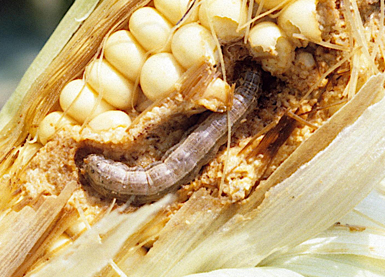 Foto:&nbsp;John C French Sr - Auburn University