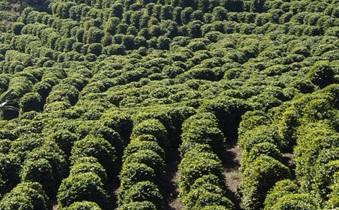 Importância do monitoramento de fertilidade do solo na cafeicultura