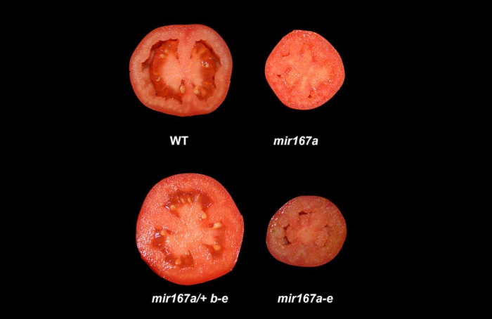 Combinação genética amplia frutificação do tomate sob frio