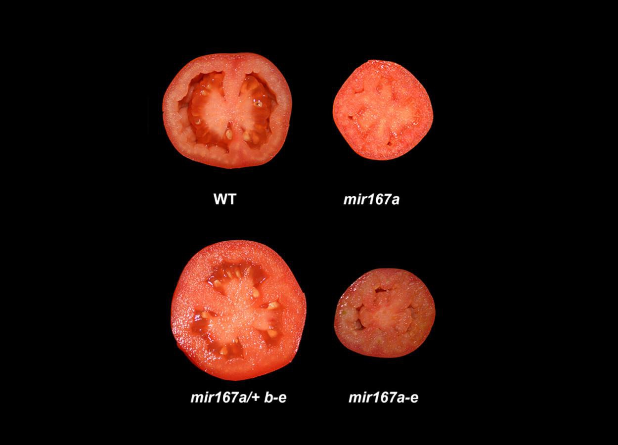Combinação genética amplia frutificação do tomate sob frio