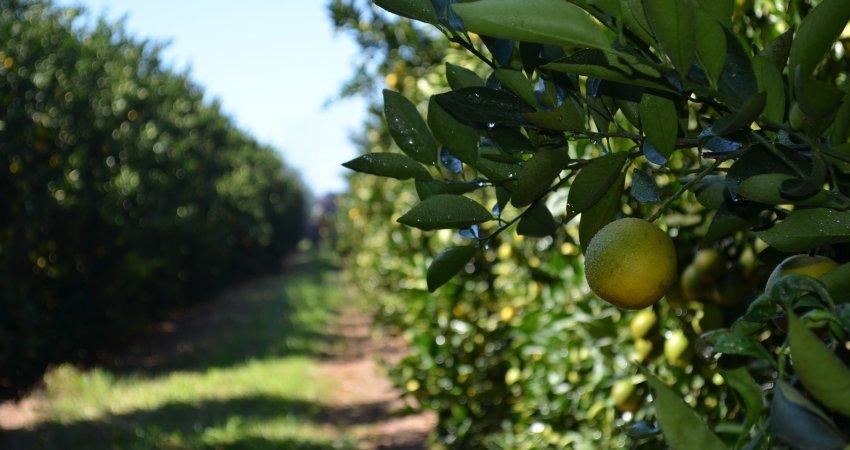 Está em fase final os trabalhos em campo para estimar a safra de laranja 2021/22