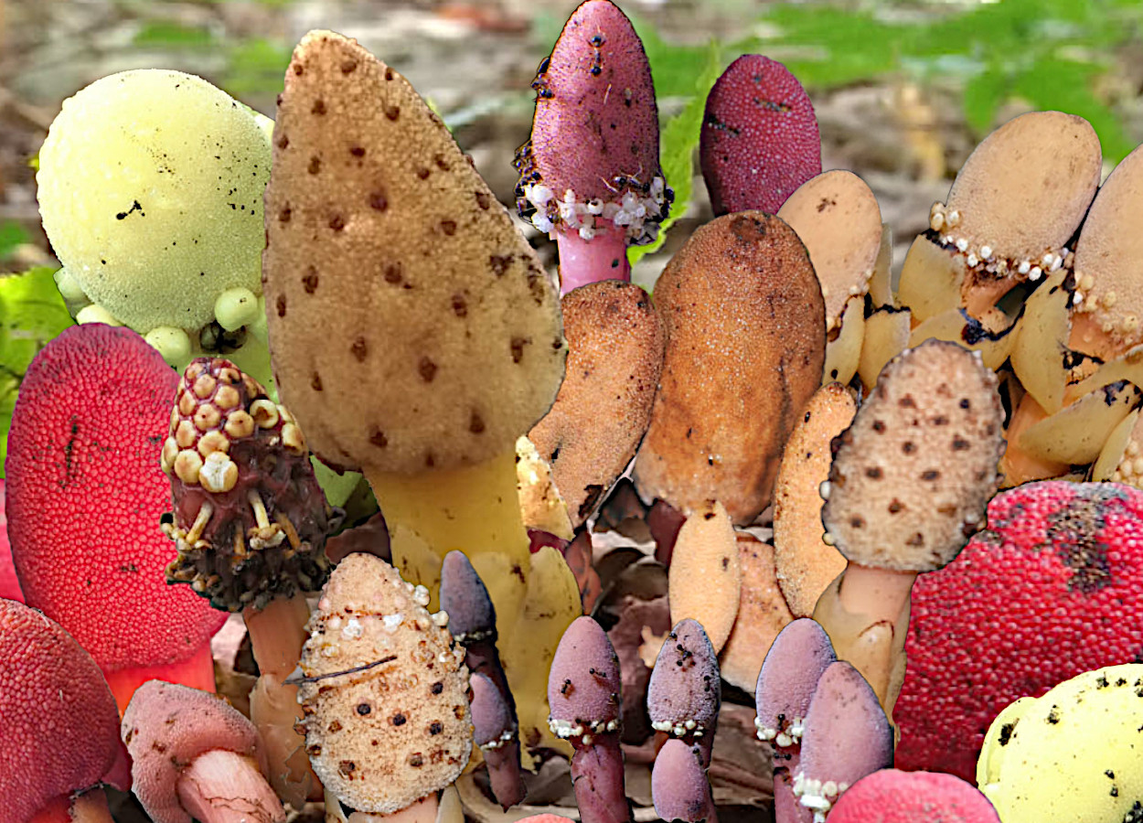 Espécies de <i>Balanophora</i> são plantas parasitas que vivem no subsolo e emergem acima do solo apenas durante a época de floração - Foto:&nbsp;Kobe University