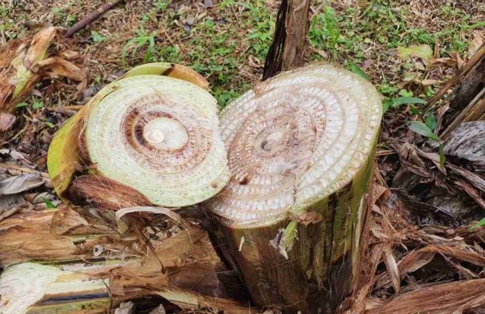 Dia de Campo destaca ações de controle do Moko da Bananeira