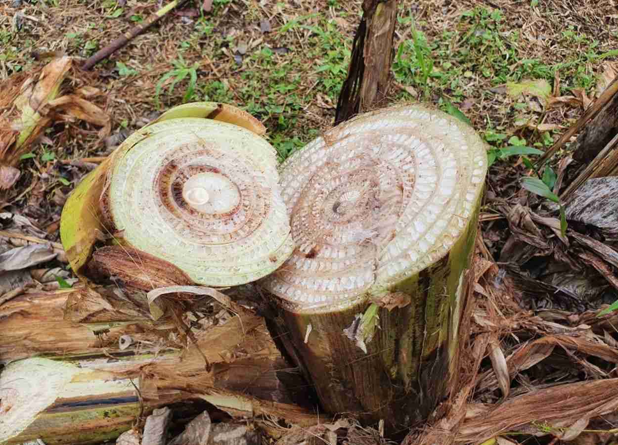 Dia de Campo destaca ações de controle do Moko da Bananeira