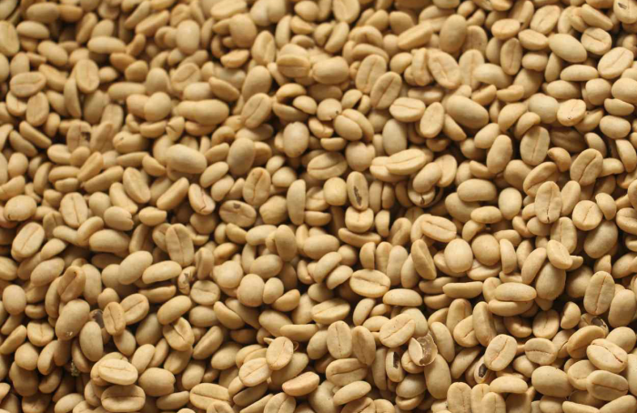 Epamig disponibiliza sementes de café de alta qualidade para produtores