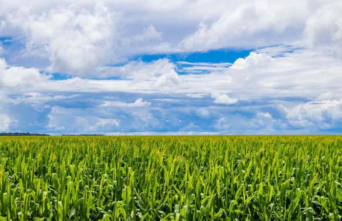 Crise financeira e endividamento no campo acende alerta em MT